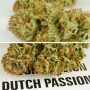 Насіння конопель Auto Mokum’s Tulip® від Dutch Passion